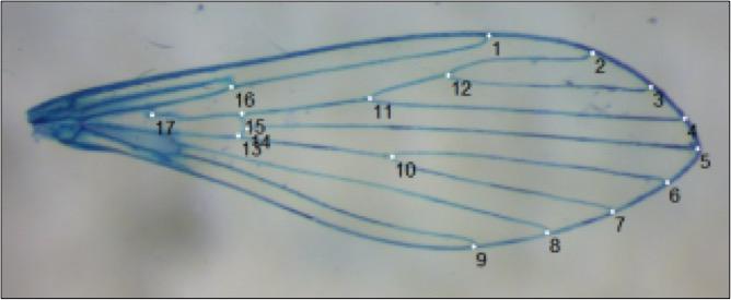 3.2.2. Geometrik Morfometri Çalışmaları Kum sineği populasyonlarının morfometrik karakterlerinin yıllar içindeki değişimlerini gözlemlemek amacıyla kanatlar üzerinde seçilen 17 adet, Tip 1 landmarkın
