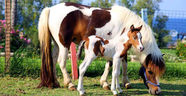 PONY CLUB