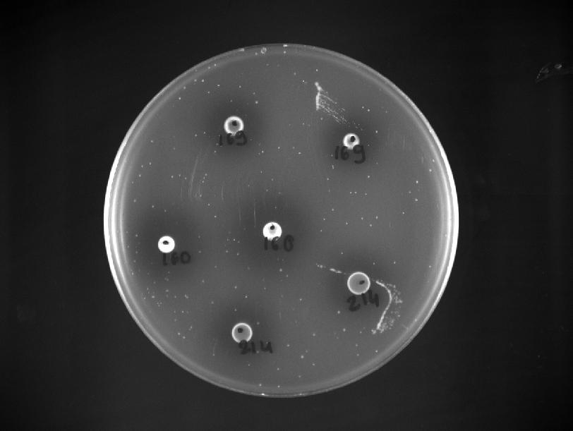 Şekil 4.7 L. innocua ya karşı antimikrobiyal aktivite (nokta ekim) Şekil..4.8 M.