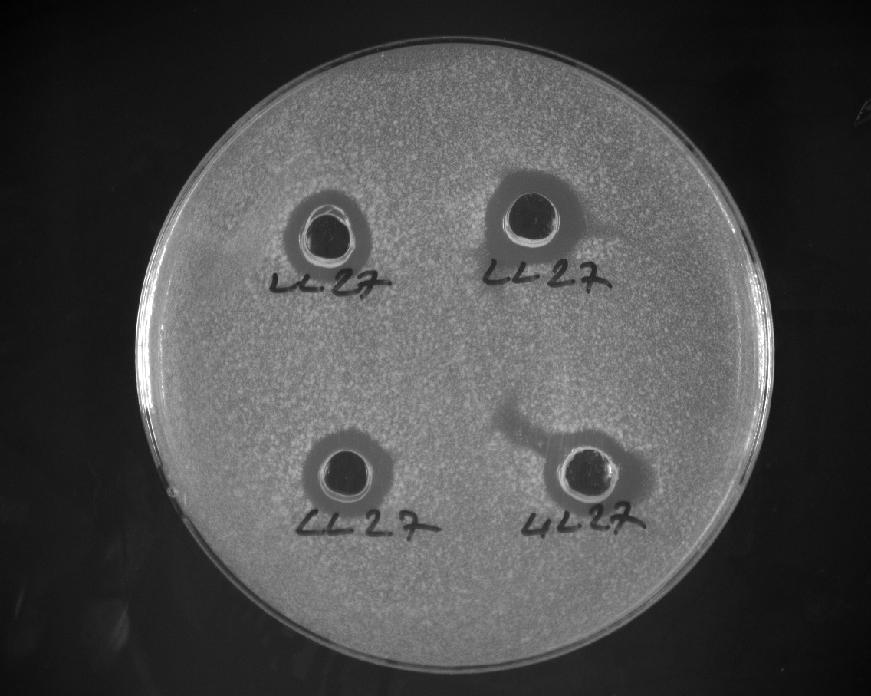 ettikleri, Lb. plantarum türlerinin Lb. sake, L. monocytogenes e karşı iyi, E. feacium ve E.