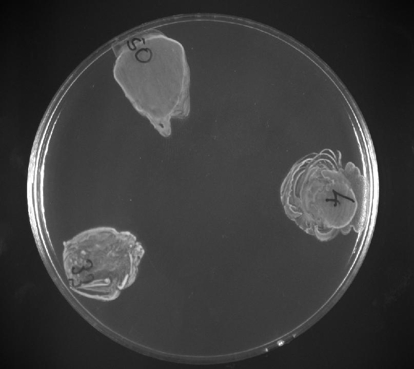 13 Safra tuzu-mrs agar besiyerinde bazı suşlara ait dekonjügasyon denemeleri taurodeoxycholate
