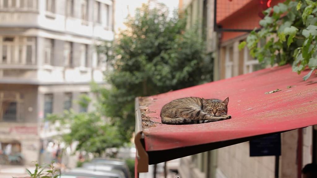 nüfus için kedilerin, kutsal bir değeri var. Hz. Muhammed hakkında rivayet edilen birçok anlatıda kediler defalarca zikredilir.