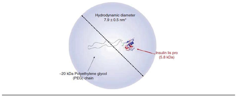 Yeni bazal insülinler: PEG- lispronun hidrodinamik çapı, lispro