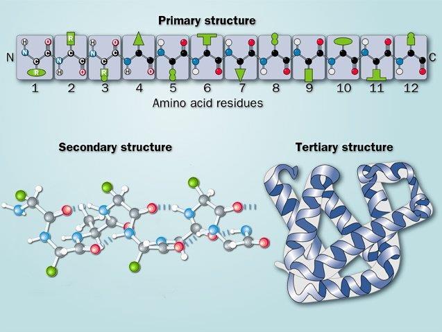 Protein moleküllerinin yapısı ve konformasyonu