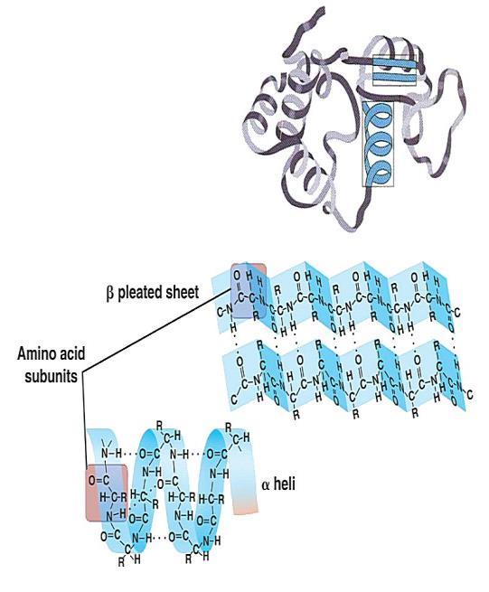 Sekunder Yapı Sekunder yapı protein zincirindeki polipeptidlerin üç boyutlu düzenini