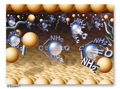 3. Su Tutma Kapasitesi Su molekülleri proteinlerin polar ve yüklü yan zincirlerine bağlanabilir.