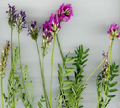 lycaonicum, Centaurea consanguinea, Scorzonera tomentosa, Alkanna megacarpa, İris galatica, Crocus kotschyanus ssp.