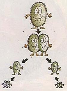 Besin (yüksek protein) Nem (su aktivitesi)