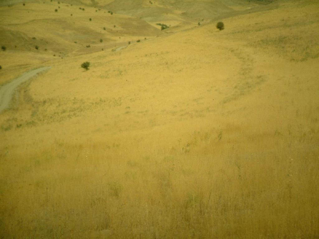 Erzincan Yabani