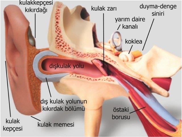 İnsan Duyma Sistemi (1) Kulak (auris), işitme işlevini gören ve denge organını içinde