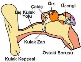 İnsan Duyma Sistemi (3) Orta Kulak: Sahip olduğu çekiç, örs ve üzengi kemikçikleri zar ile iç kulağın bağlantısını sağlar.