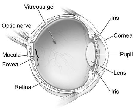 İnsan Görme Sistemi (1) The human eye consists of the sclera, the cornea, ocular muscles, the choroid, the retina, the