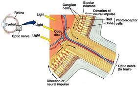 İnsan Görme Sistemi (2) There are two main types of bulk photoreceptors in the human retina, named as rods and cones.