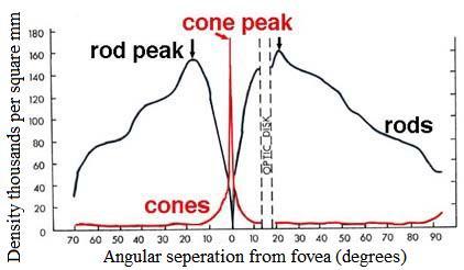 İnsan Görme Sistemi (3) Measured density curves for the rod and cone photo-receptors show a huge density of cones in the fovea centrals that is related to both color vision and the highest visual