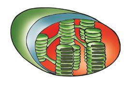 delikleri bulunur. Hücreye þekil veren yapýdýr. Hücreyi dýþ etkilerden korur.