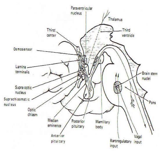 (preoptik hipotalamusda) osmosensor AVP