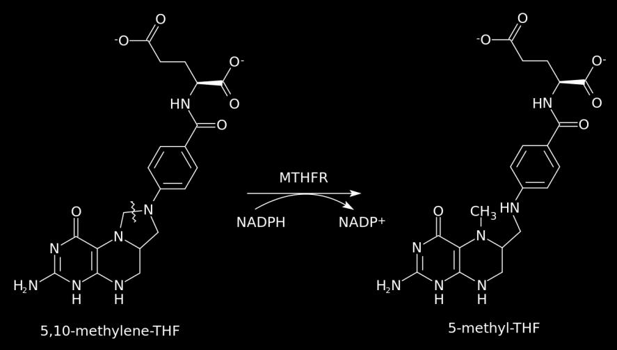 etkisinde 5, 10-metilentetrahidrofolatın