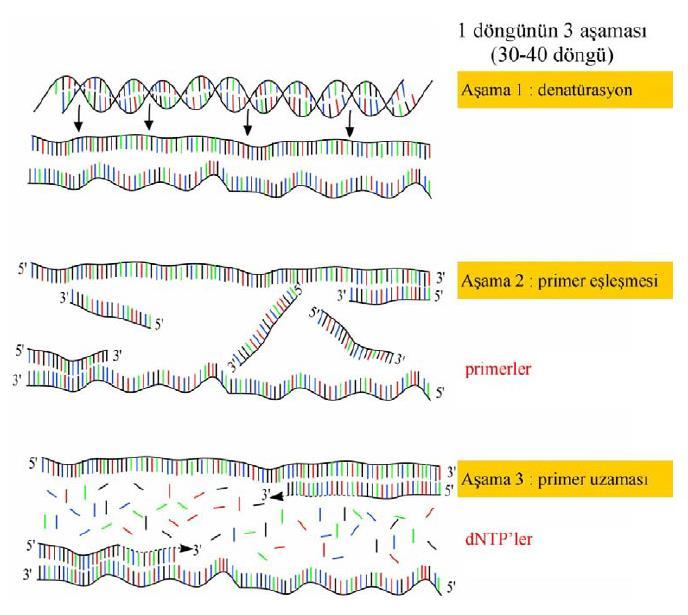 Şekil 17. Bir polimeraz zincir reaksiyonu döngüsü (39) Her döngünün sonunda yeni sentezlenen DNA zincirleri bir sonraki döngü için hedef zincir olabilir.