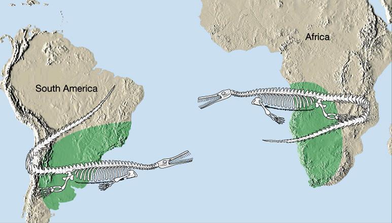 FOSİLLER Mesosaurus, kıtaların kaydığını