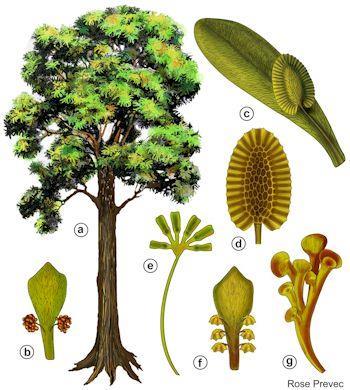 svg Glossepteris Florasının yayılımı (Yeşil