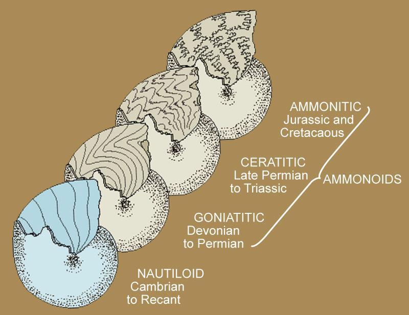 EVRİM BASAMAKLARI http://www.earthsciences.