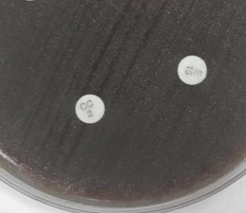 Erythromycin 15 ermb MLS B