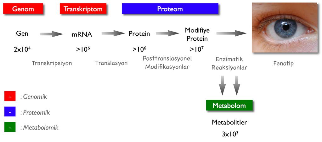 5 Şekil 1.1. Hücre içerisinde gerçekleşen olaylar sonucu genomdan proteoma artan karmaşık yapı ve hücre içersinde ilgili moleküllerin tahmini sayıları (20).