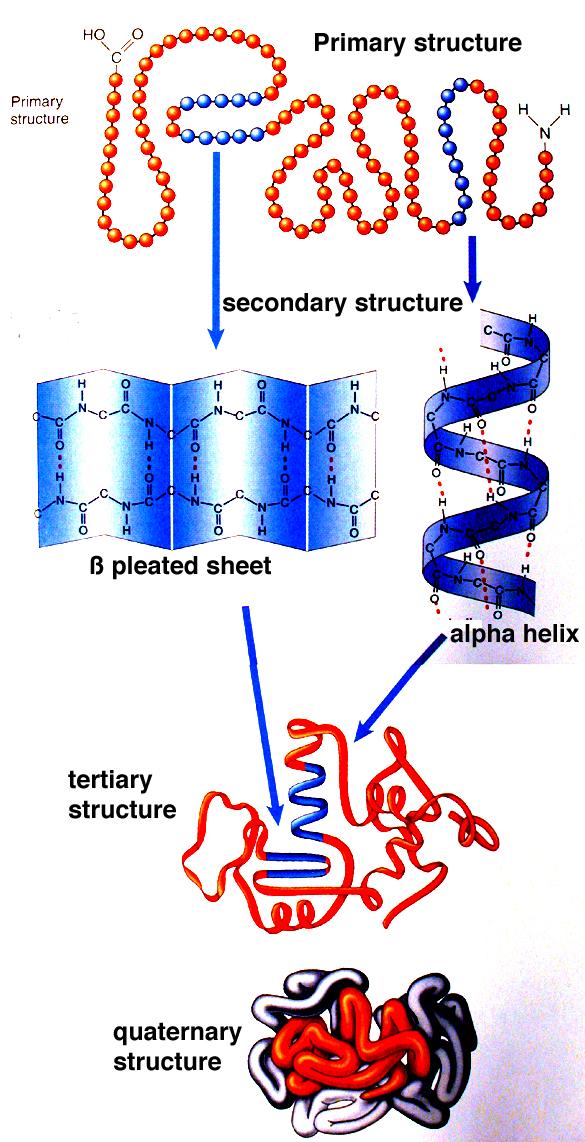 10 meydana gelen polipeptit omurgasının özelliği ve hidrojen bağlarıdır. Üçüncül yapı, tek bir protein molekülünün üç boyutlu yapısıdır.