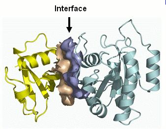 4. Proteomik Teknolojisi Proteomik teknolojisi, önce örnekteki proteinlerin ayrımı ve sonra bu proteinlerin tanımlanması prensibine dayanmaktadır ve birbirinden bağımsız