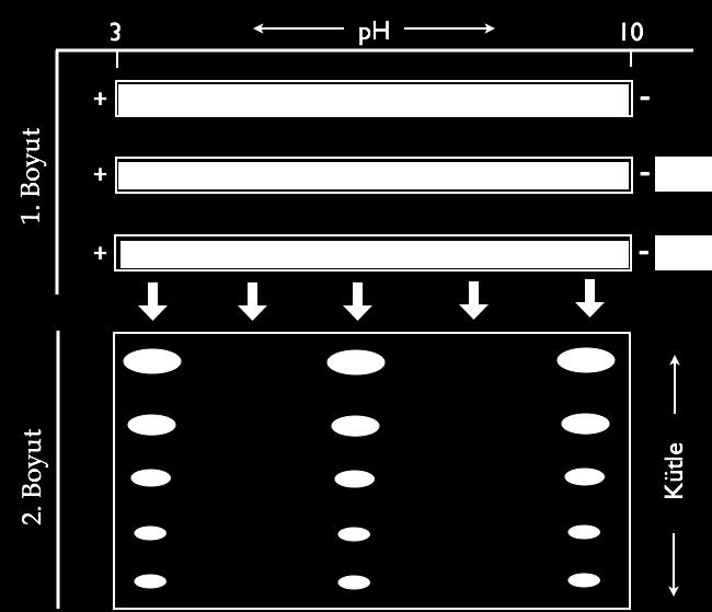 Bunlar (87,88): 1- Proteinlerin izolasyonu 2- Proteinlerin çöktürülmesi 3- Numune hazırlama 4- Uygun miktarda proteinin hareketsiz ph gradienti (IPG: immobilize ph gradient) şeritlerine tatbik
