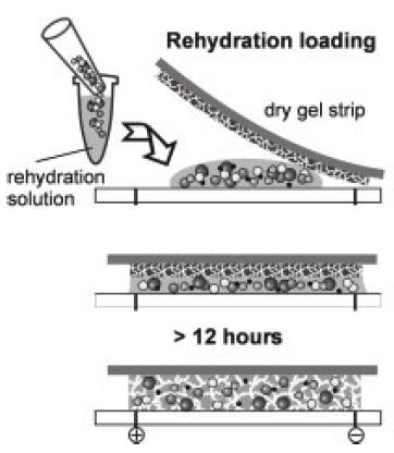 ıslaklığını koruyabileceği bir ortamda muamele edilmesi ve proteinlerin şeride difüzyonudur. Başlangıçta IPG şerit üzerindeki porlar proteinlerin giremeyeceği kadar küçüktür ve şerit nispeten kurudur.