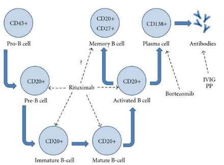 RİTUXİMAB