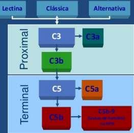 ECULİZUMAB Monoklonal antikor C5 e yüksek affinite ile