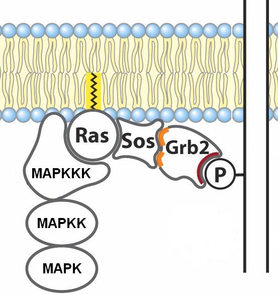 MAPK zinciri (Mitojenle uyarılan protein kinazlar) Mitojen sinyalleri, hücreye hücre dışından bölünmeyle ilgili sinyallerdir.