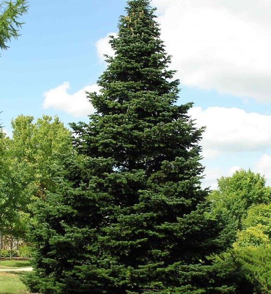 önerilmektedir (Taxus baccata-porsuk Ağacı; Abies nordmanniana ssp. Bornmuelleriana-Göknar; Ulmus glabra-karaağaç; Fraxinus americana-dişbudak).