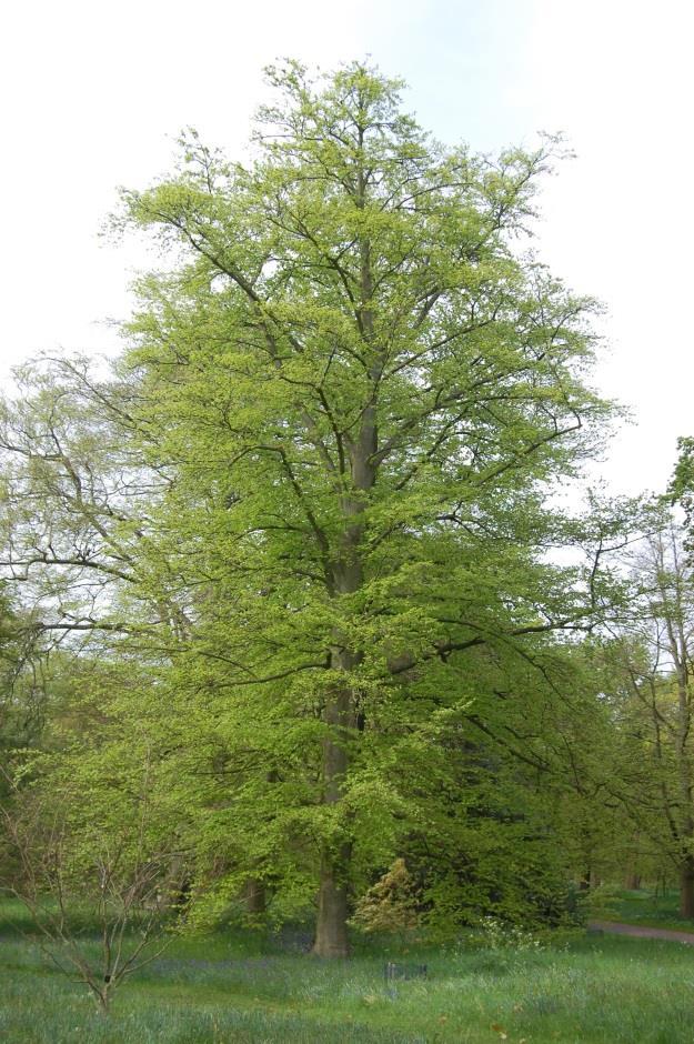 Fagus