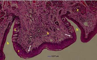 papillalar (oklar), glandula gustatoria (v). H.E. Şekil 1. Dil üzerinde papillaların görünüşü.