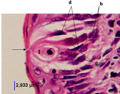 Papilla vallata tat tomurcuğu (t), tat porusu (ok), tat tomurcuğu hücreleri koyu (Epitheliocytus sustensans) (d), açık