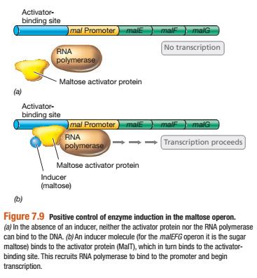 un Düzenlenmesi Transkripsiyonun Pozitif Kontrolü Negatif konrolde, kontrol elementlerinden represör proteinler mrna sentezinin baskılanmasını sağlar.