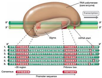 Promotorlar RNA polimerazın bir RNA zincirini doğru bir şekilde başlatabilmesi için, ilk önce DNA üzerinde bulunan uygun bölgeleri tanıması gerekir.