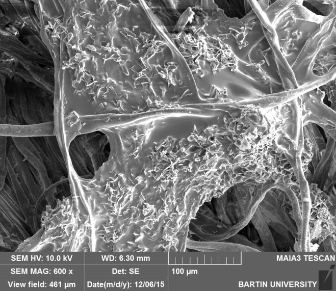 görüntüleri ve EDX grafikleri Farklı konsantrasyonlarda borik asit kullanılarak hazırlanan çözeltilerle işlem gören kumaş