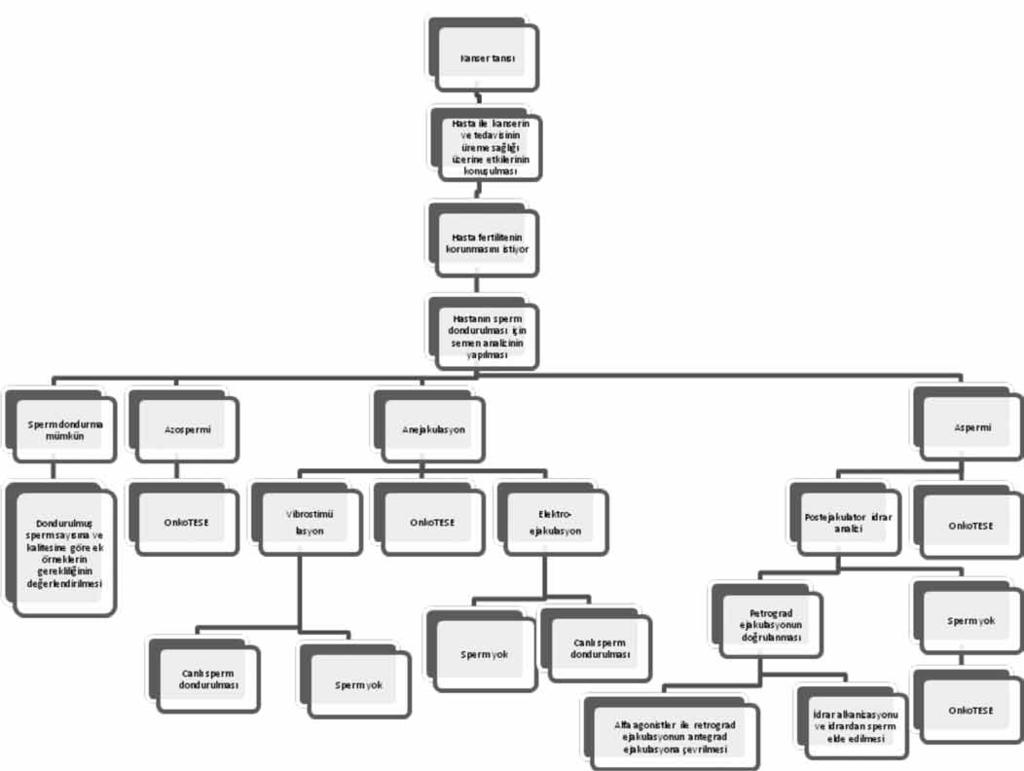 ERKEK ÜREME SAĞLIĞI Derleme Tablo 1: Kemoterapi sonrası TESE-ICSI uygulanan Azoospermik hastaların sonuçları Yazar TESE de sperm Klinik gebelik bulma oranı % (n) oranı % Chan (15) 45 (9/20) 33 Damani