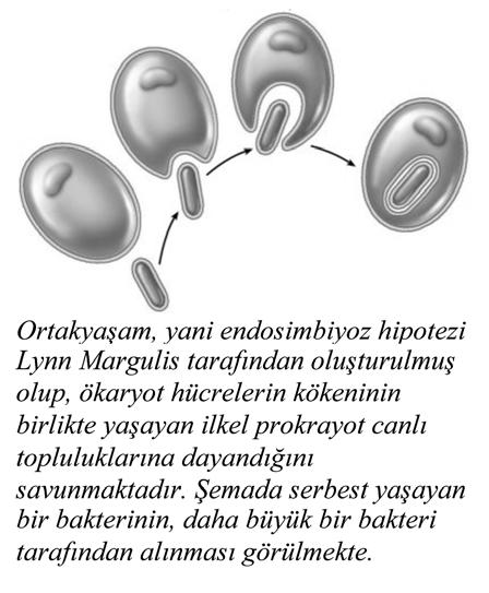 İstesek de istemesek de yapacağımız bir doğa yasasıdır.