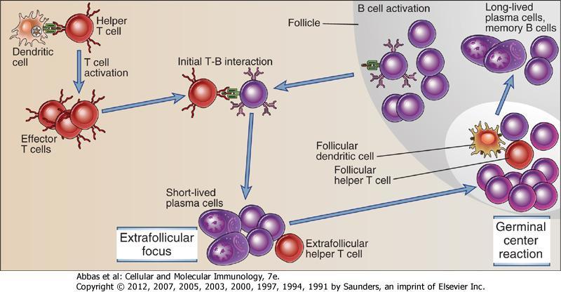 B Hücre Folikülünde Germinal Merkez Yanıtı Foliküler Yardımcı