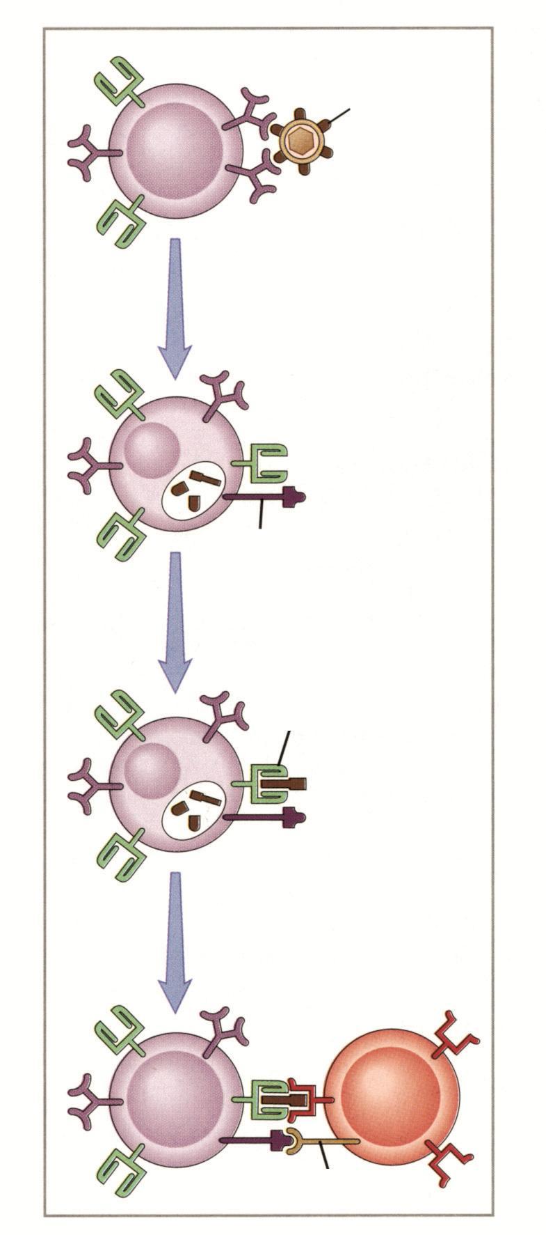 Protein yapılı antijenin B hücresince tanınması Antijenin reseptör aracılı endositozu B hücresince antijen sunumu B7 Antijen işlenmesi