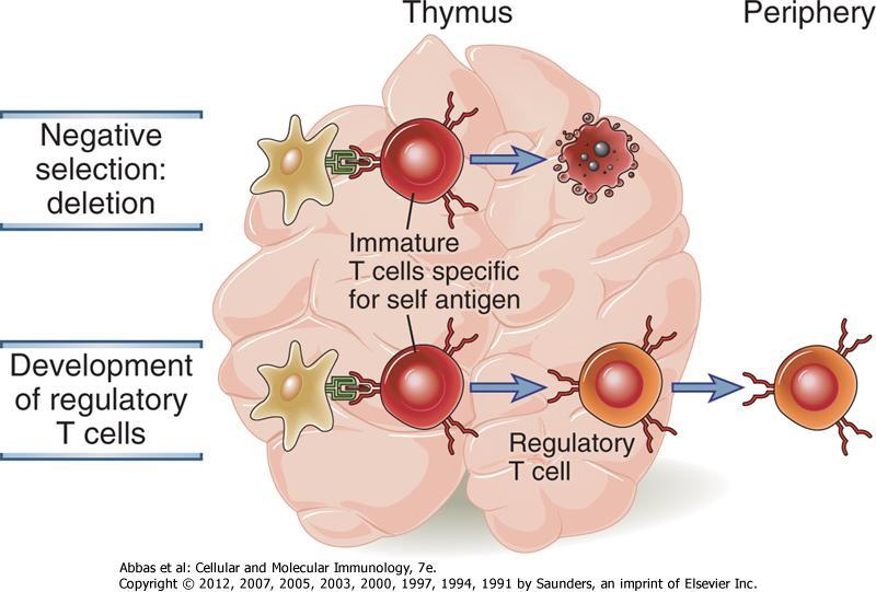 Regülatör T Hücre Gelişimi Periferik doku Negatif