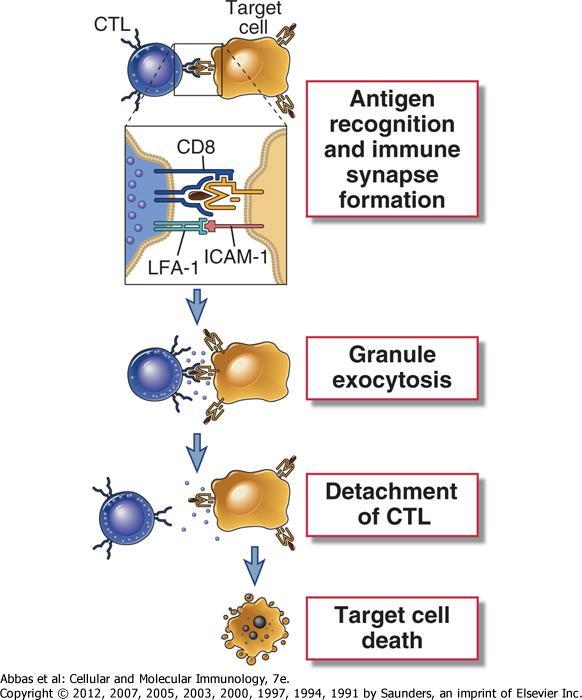 İnfekte hücre Hedef STL STL aktivasyonu Antijen tanıma ve bağlanma CD8 + SİTOTOKSİK T (STL)
