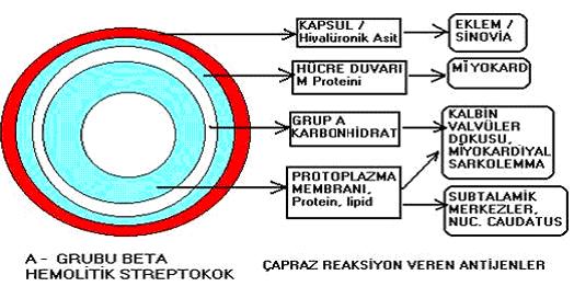 Şekil 1: A grubu streptokok doku antijenleri ile konak arasındaki immünolojik çapraz reaksiyonlar (Çimen ve ark 2010) Akut Romatizmal Ateş li hastalarda, bağ dokusunda lenfositler, fibrinoid