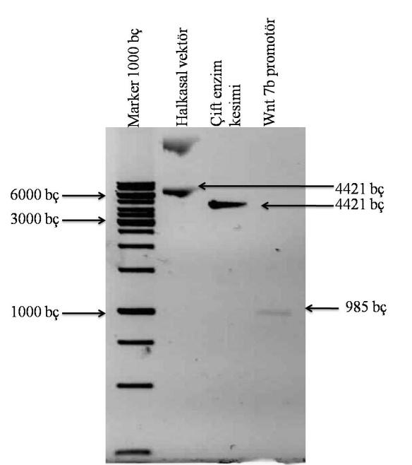 4.2.1 Klonlama amaçlı PCR ürünlerinin ve pgl4.12 vektörünün agaroz jelden restriksiyon enzim kesimi sonrası agaroz jelden ekstraksiyonu Elde edilen PCR ürünleri ve pgl4.