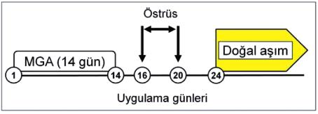 sağlamada köpeklerden daha önemlidir. Doğumun başlamasıyla birlikte progesteron düzeyinde ani bir düşüş gözlenir.